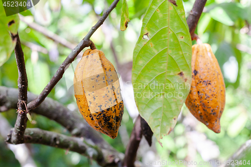 Image of Theobroma cacao