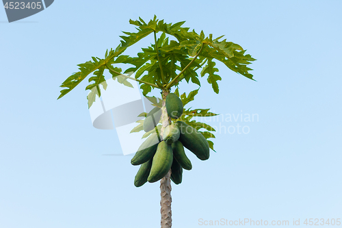 Image of Carica papaya tree