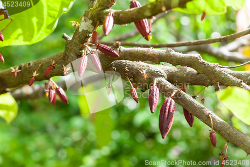 Image of Theobroma cacao