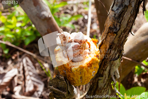 Image of Theobroma cacao