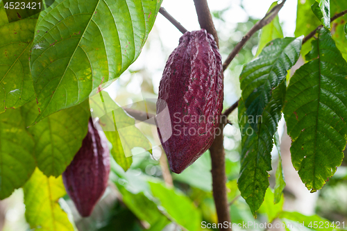 Image of Theobroma cacao