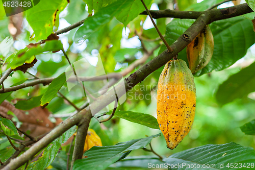 Image of Theobroma cacao