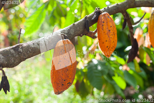 Image of Theobroma cacao