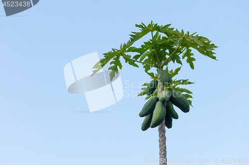Image of Carica papaya tree