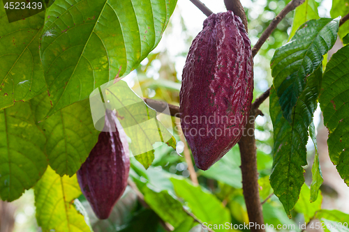 Image of Theobroma cacao