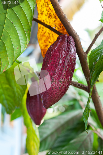 Image of Theobroma cacao