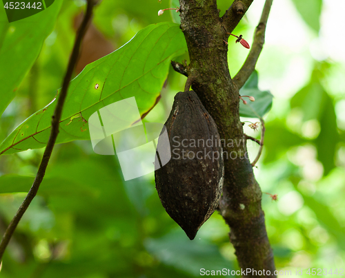 Image of Theobroma cacao