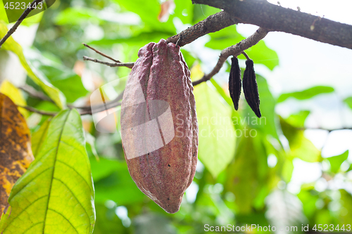 Image of Theobroma cacao