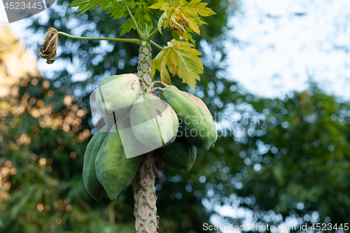 Image of Carica papaya tree