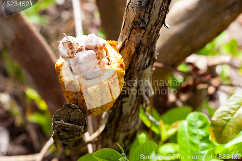 Image of Theobroma cacao