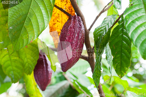 Image of Theobroma cacao