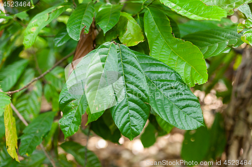 Image of Theobroma cacao