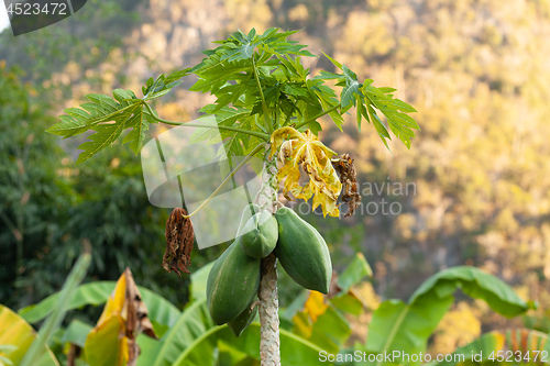 Image of Carica papaya tree