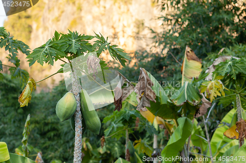 Image of Carica papaya tree