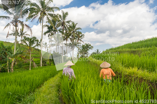 Image of Female farmers working in Jatiluwih rice terrace plantations on Bali, Indonesia, south east Asia.