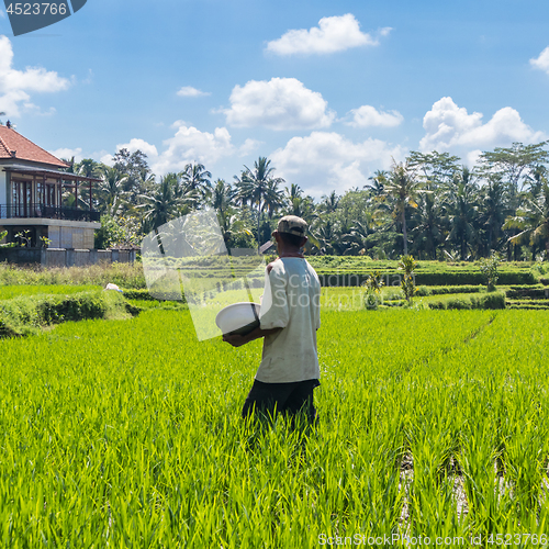 Image of Male farmer working in beautiful rice terrace plantation near Ubud,Bali, Indonesia, south east Asia