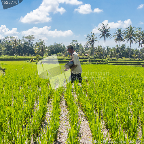 Image of Male farmer working in beautiful rice terrace plantation near Ubud,Bali, Indonesia, south east Asia