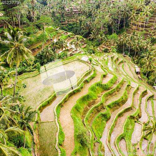 Image of Drone view of Tegalalang rice terrace in Bali, Indonesia, with palm trees and paths for touristr to walk around plantations