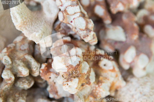 Image of close up of hard stony coral