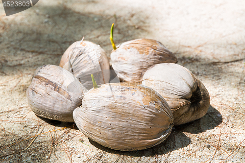 Image of coconuts with sprouts on tropical beach