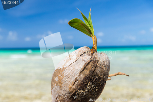 Image of coconut on tropical beach in french polynesia