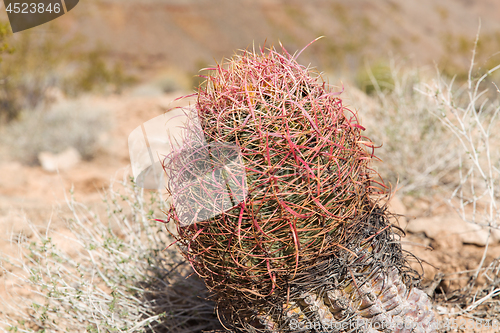 Image of close up of barrel cactus growing in desert