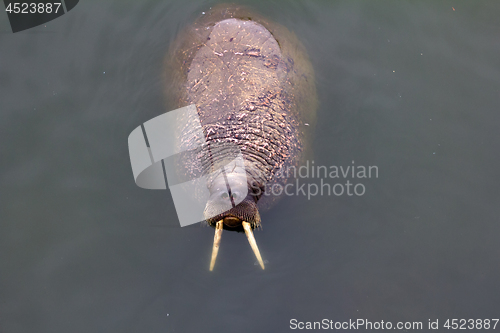 Image of one Atlantic walruses Odobenus rosmarus rosmarus