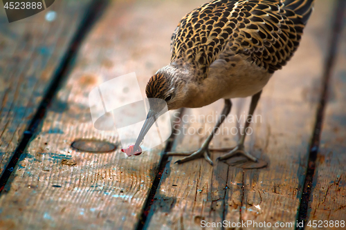 Image of Poor migrants on ship. Ruff greedily eats earthworm