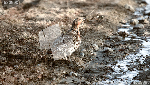 Image of capercailye (Tetrao urogallus) out on gravel road