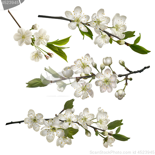 Image of Set of Blossoming cherry branches