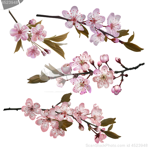 Image of Sakura flowers background