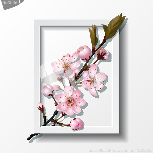 Image of Branch of pink sakura cherry flowers in frame