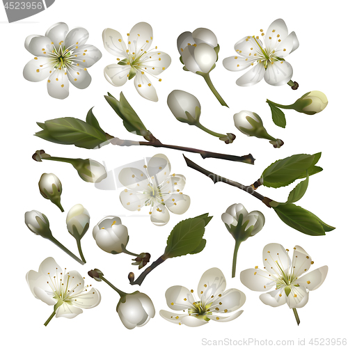 Image of Set of Blossoming cherry white flowers