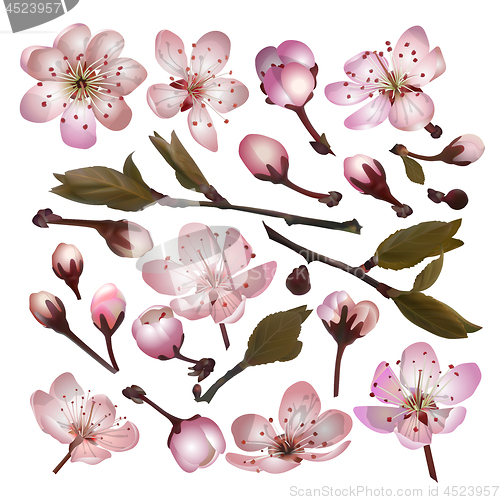 Image of Set of Blossoming sakura pink flowers