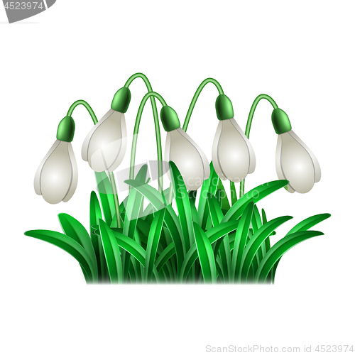 Image of Spring white flowers of snowdrops