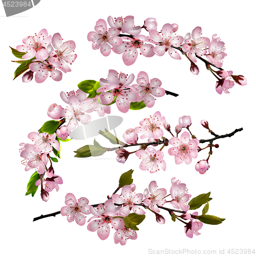 Image of Sakura flowers background