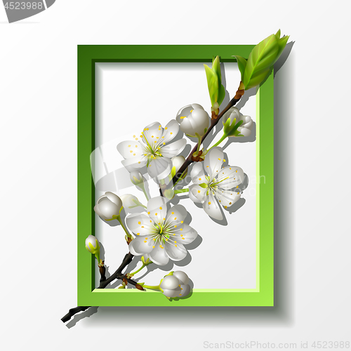 Image of Branch of white cherry flowers in green frame