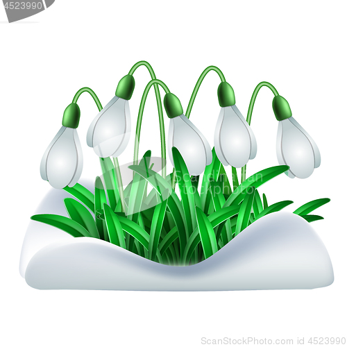 Image of Spring white flowers of snowdrops