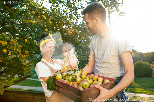 Image of The happy young family during picking apples in a garden outdoors