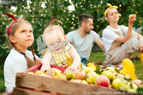 Image of The happy young family during picking apples in a garden outdoors