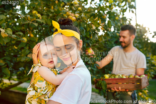 Image of The happy young family during picking apples in a garden outdoors