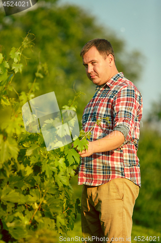 Image of Mant prune grape brunch, work on a family farm