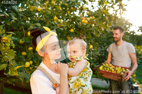 Image of The happy young family during picking apples in a garden outdoors