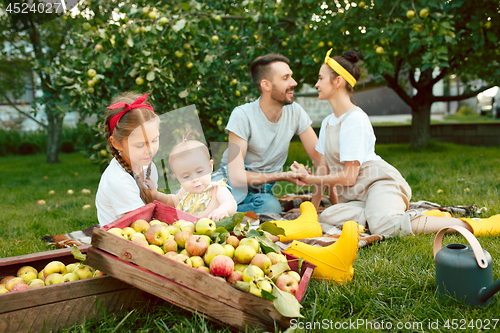 Image of The happy young family during picking apples in a garden outdoors