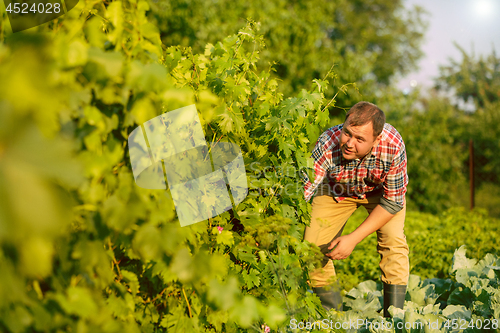 Image of Mant prune grape brunch, work on a family farm