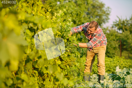 Image of Mant prune grape brunch, work on a family farm