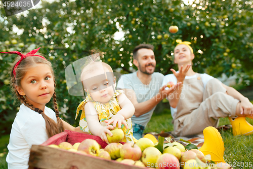 Image of The happy young family during picking apples in a garden outdoors