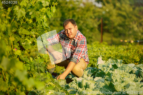 Image of Mant prune grape brunch, work on a family farm