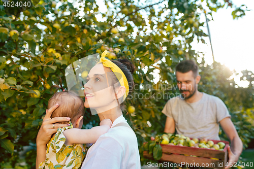 Image of The happy young family during picking apples in a garden outdoors