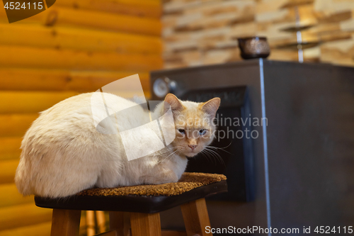 Image of Cat resting indoors on chair